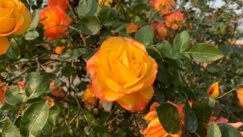 orange flowers growing in a garden with a blue sky background