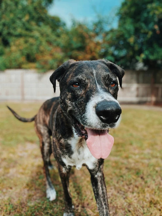 a large dog stands in the grass with its tongue hanging out