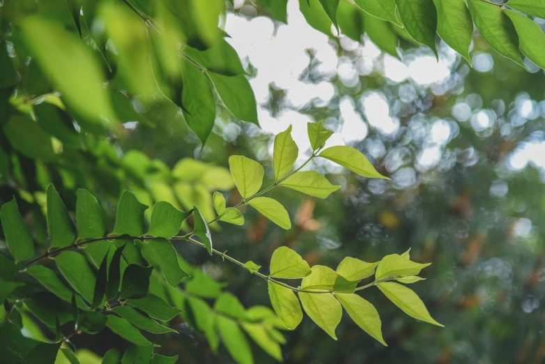 a tree nch with bright green leaves in the middle