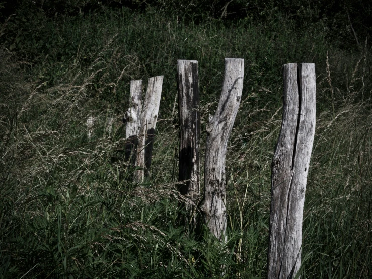 some very old wooden posts in a grass field