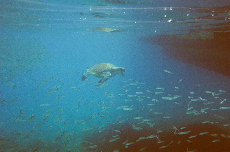 a sea turtle swims under the water