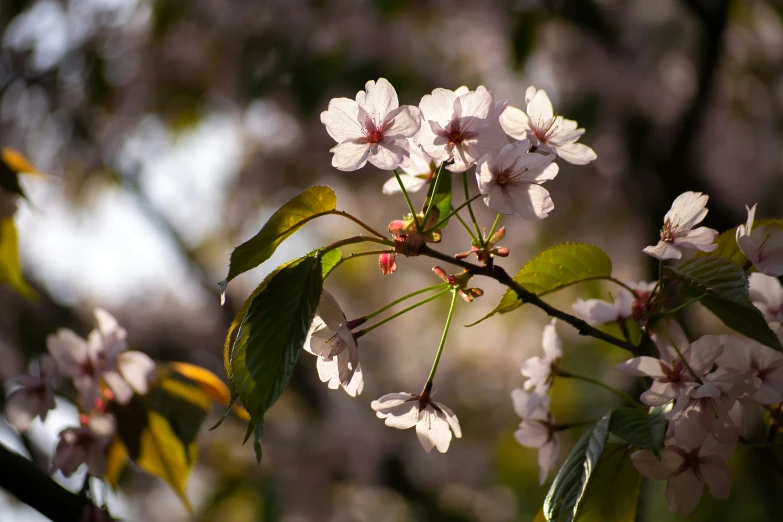 pink and white flowers blooming on a tree