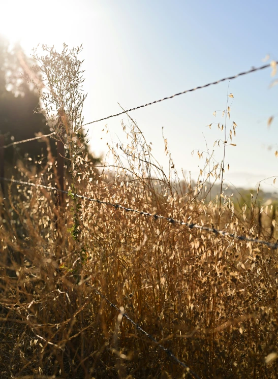 sun shining on the tall dry grass near a wire fence