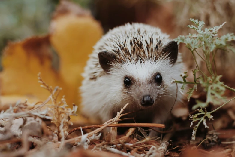 a small hedgehog in a forest with other plants