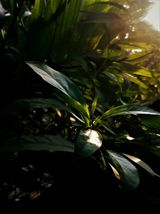sun shining in the background through tropical vegetation