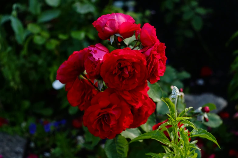 red flowers in the middle of a garden