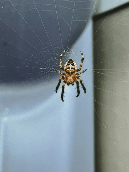 a brown and black spider is sitting on the web