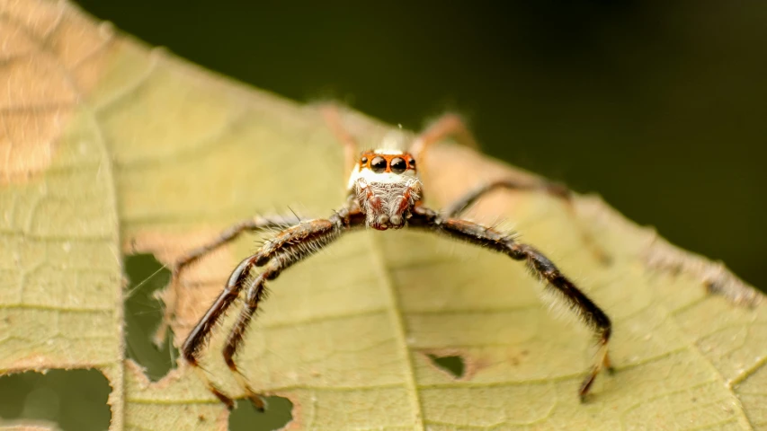 a close up view of the underside of a spider