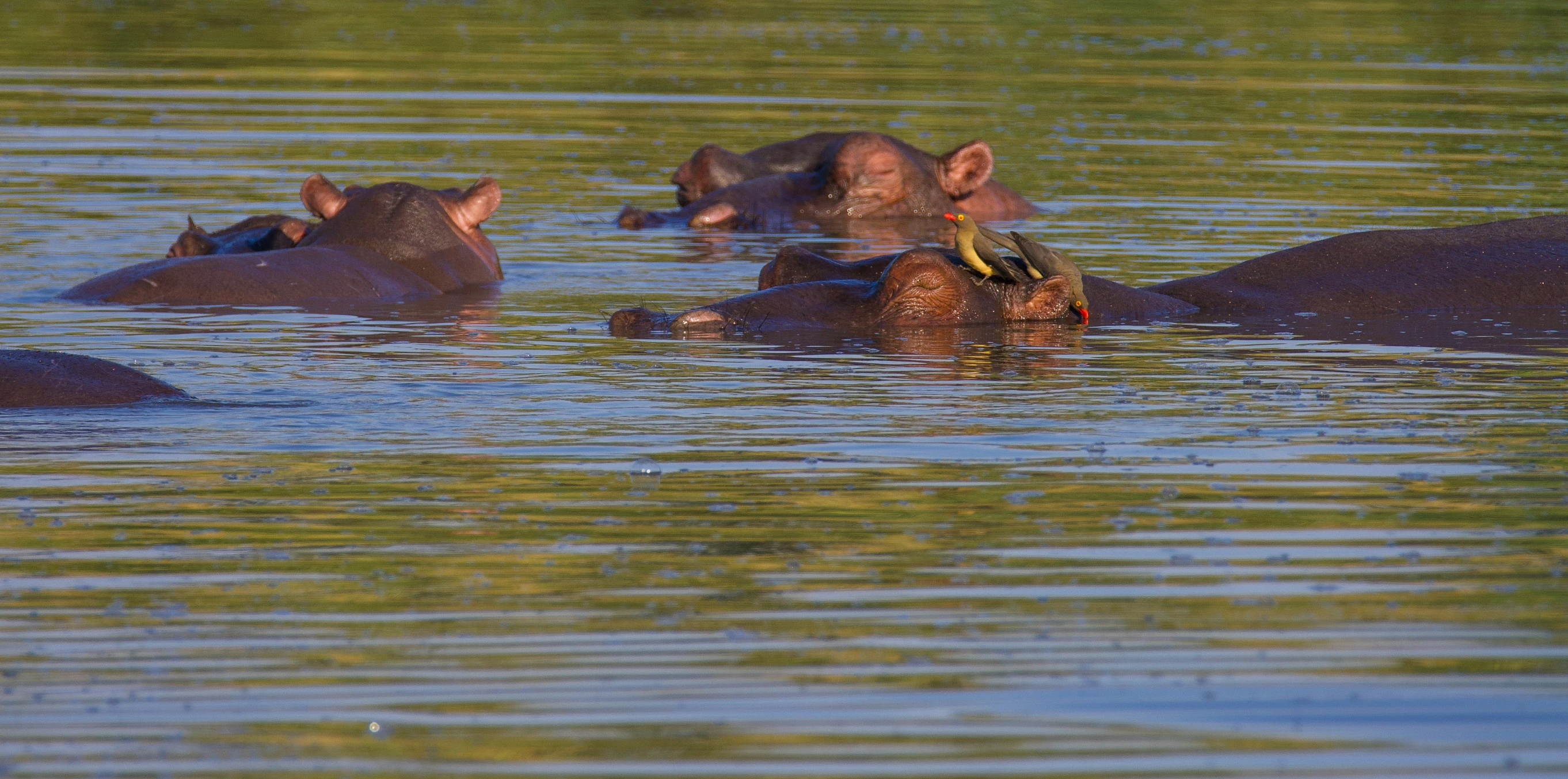 a group of hippos in the water are swimming