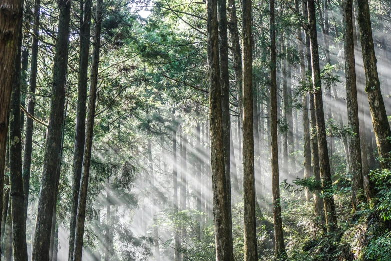 light beams shining through the trees into the forest