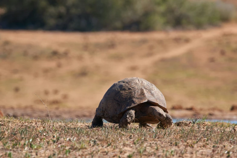 a large turtle standing in the middle of a field