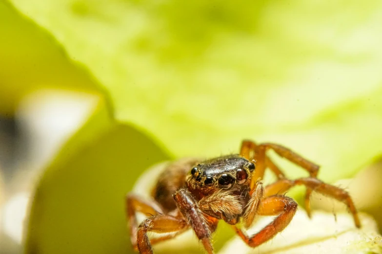 a jumping spider sits on the end of an apple