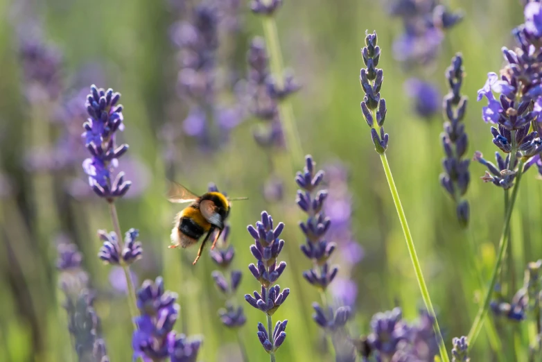 a bee sitting on top of a purple plant