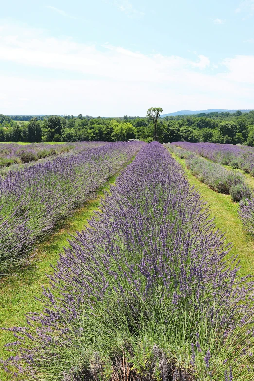 a large field with lots of lavender plants and bushes