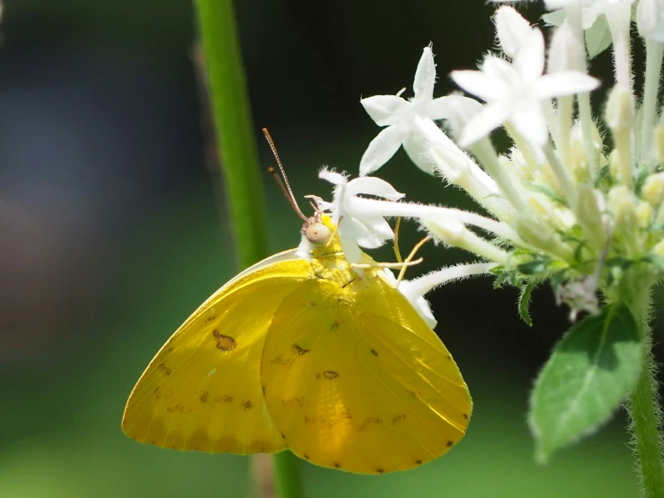 a yellow and white erfly with a tiny orange on its head sitting on some flower