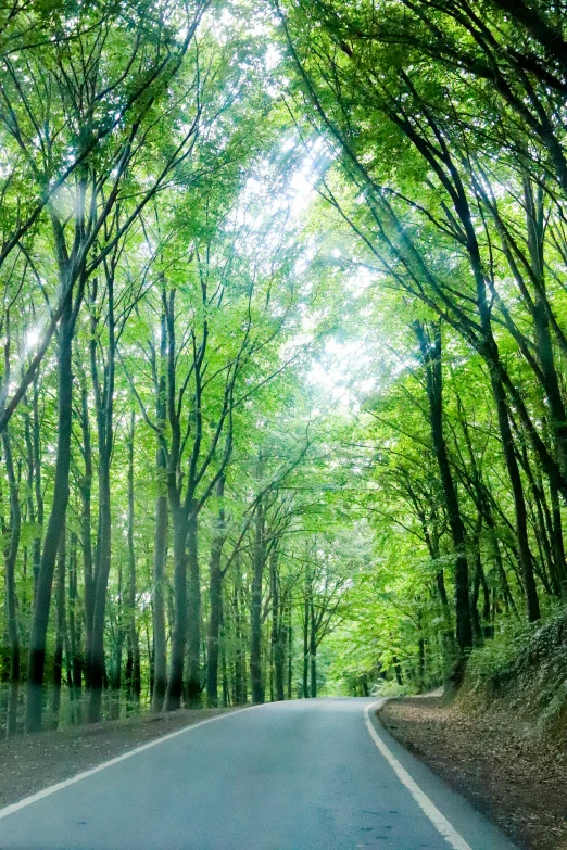 an image of a trees lined road with sunlight shining through the trees