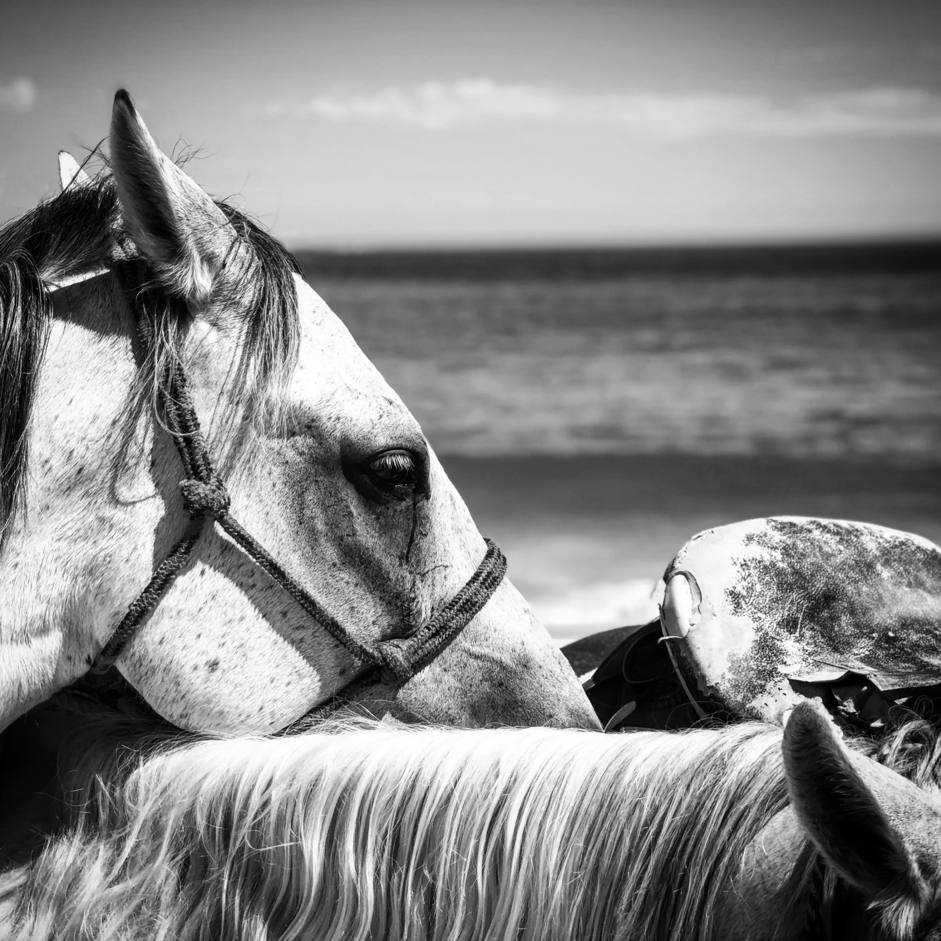 black and white po of a horse standing on the beach