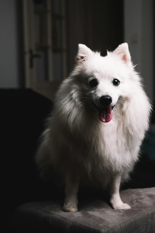 a white fluffy dog is sitting on the couch