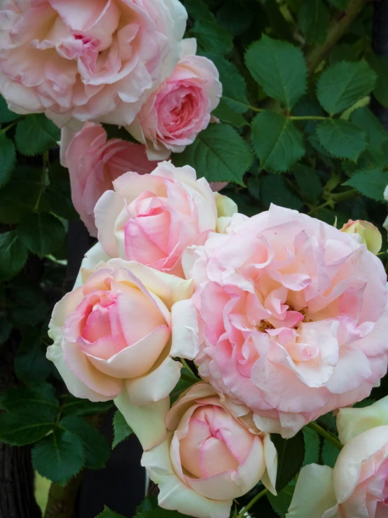 the flowers have pink petals and are ready to bloom