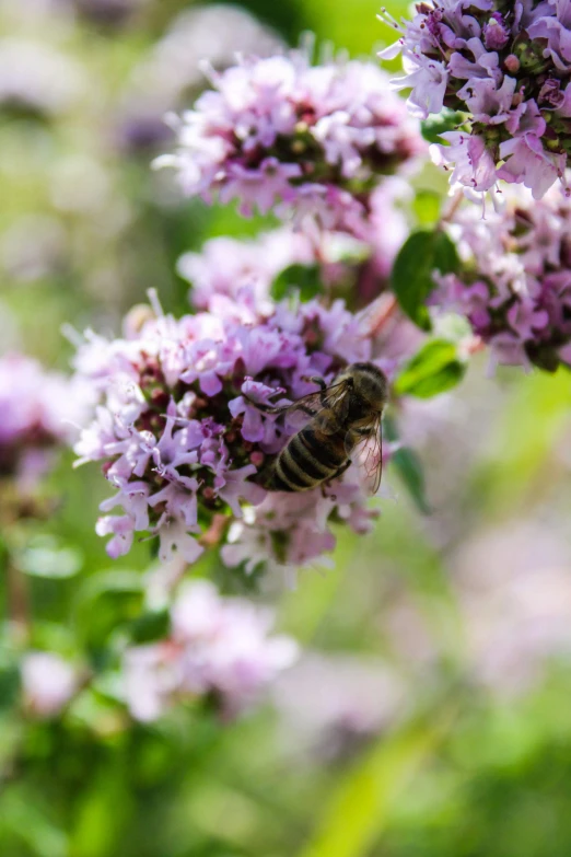 a bee that is sitting on some purple flowers