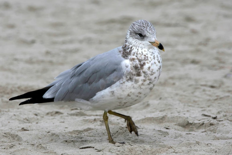 this is a bird walking on the sand