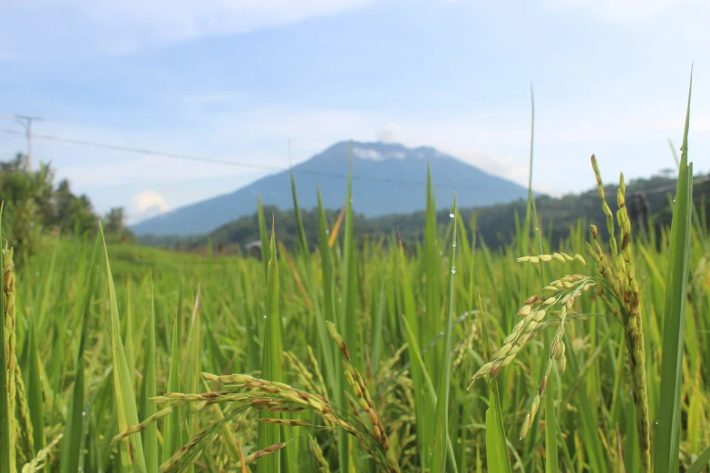 a field with some grass that has a hill in the background