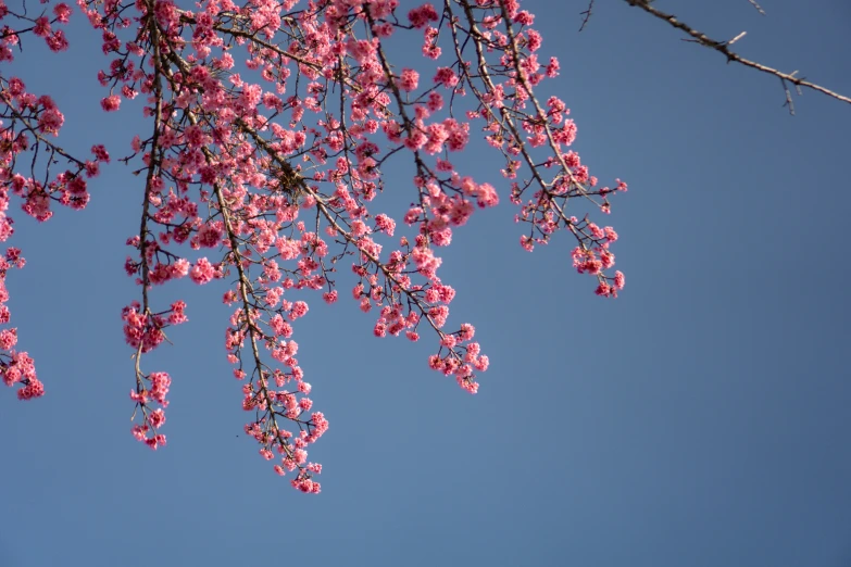 a purple tree in bloom with many leaves