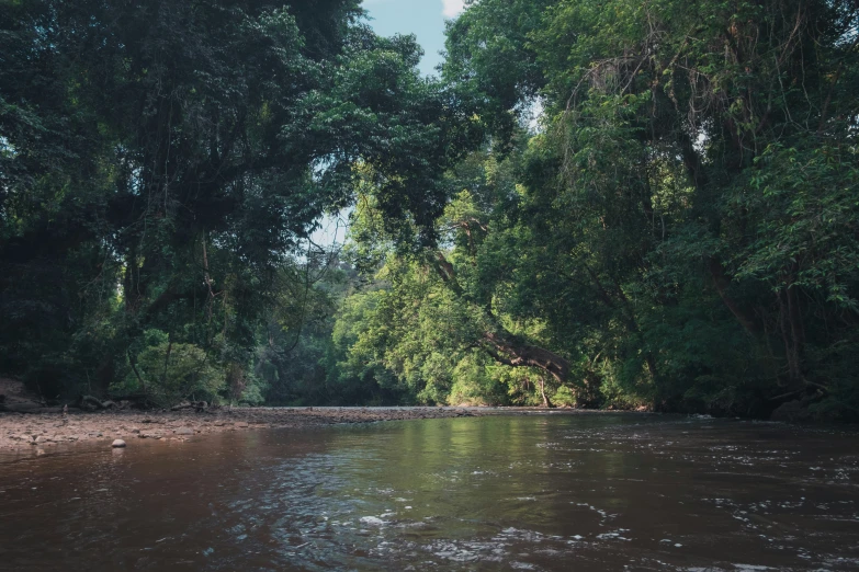 the trees are near the river's bank and a stream runs through it