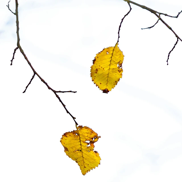 yellow leafed tree nches against white background