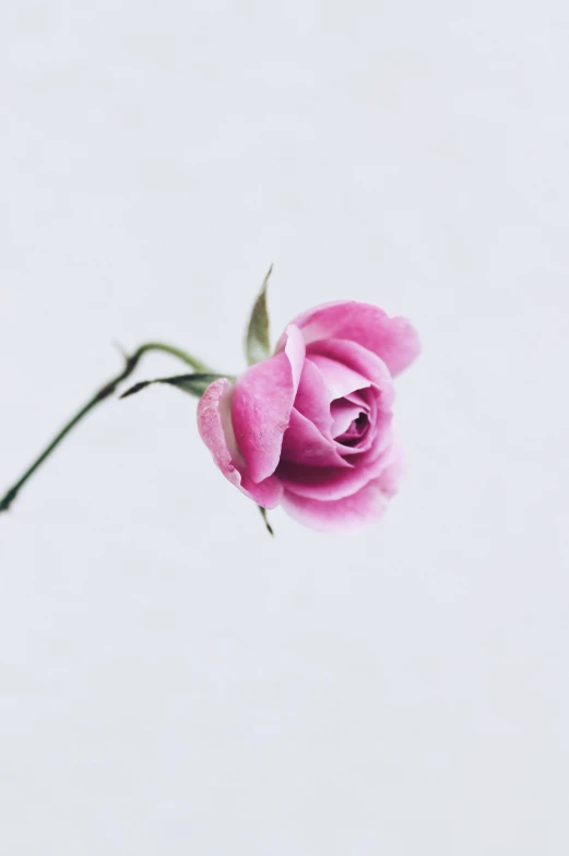 a single pink rose in the wind against a white background