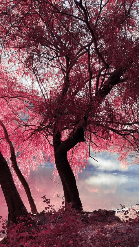 the red tree is reflecting in the water