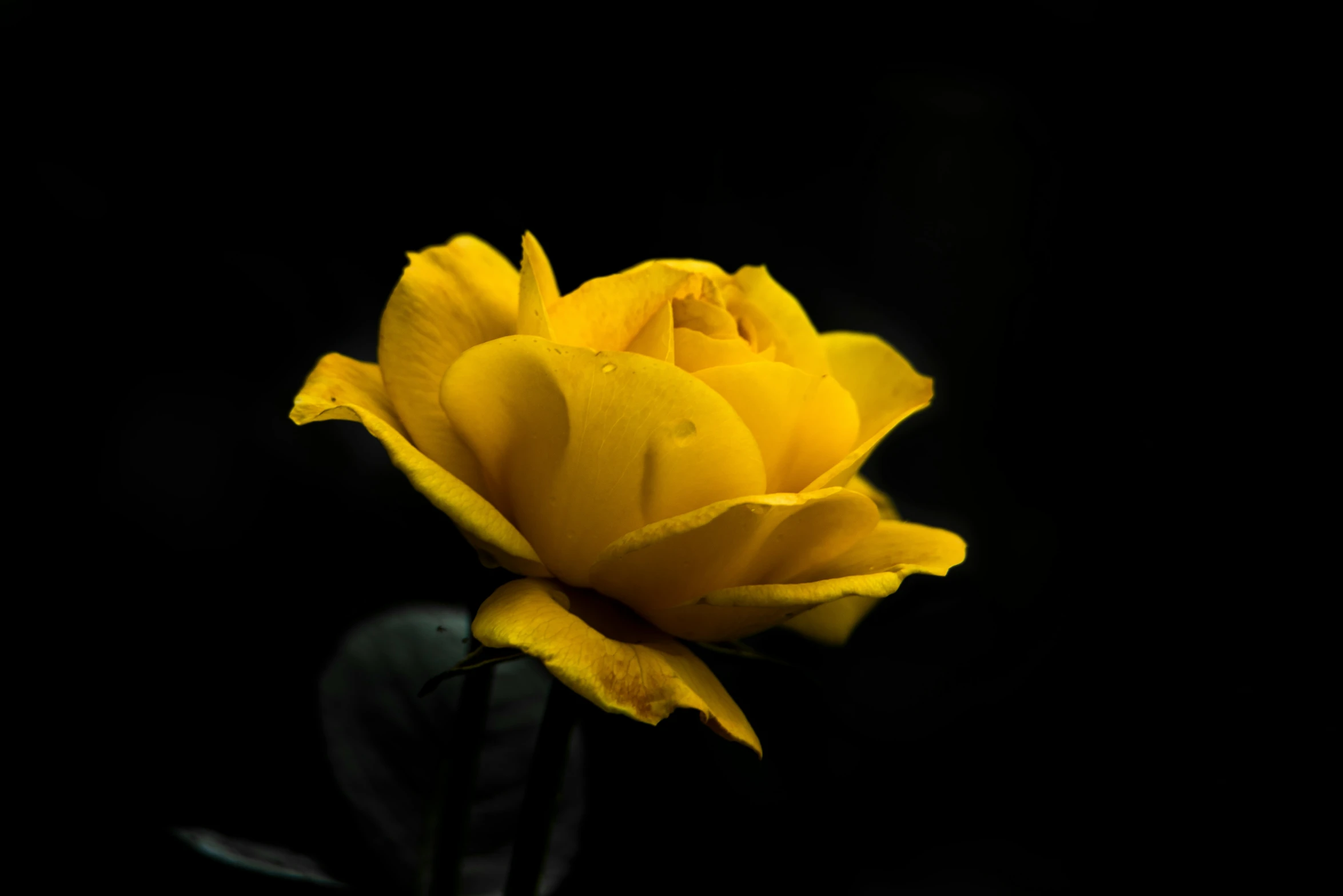 a single yellow rose on black