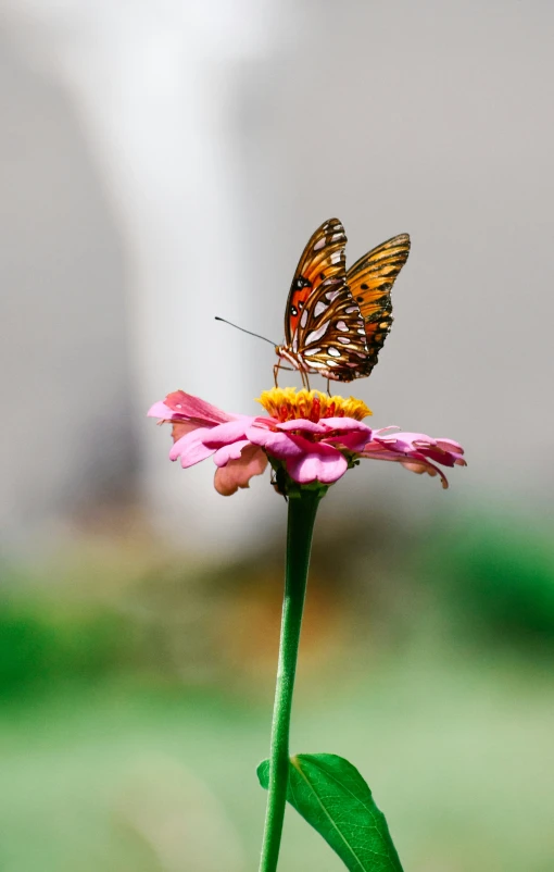 a large erfly on top of a purple flower