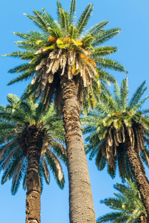 two palm trees in front of a blue sky