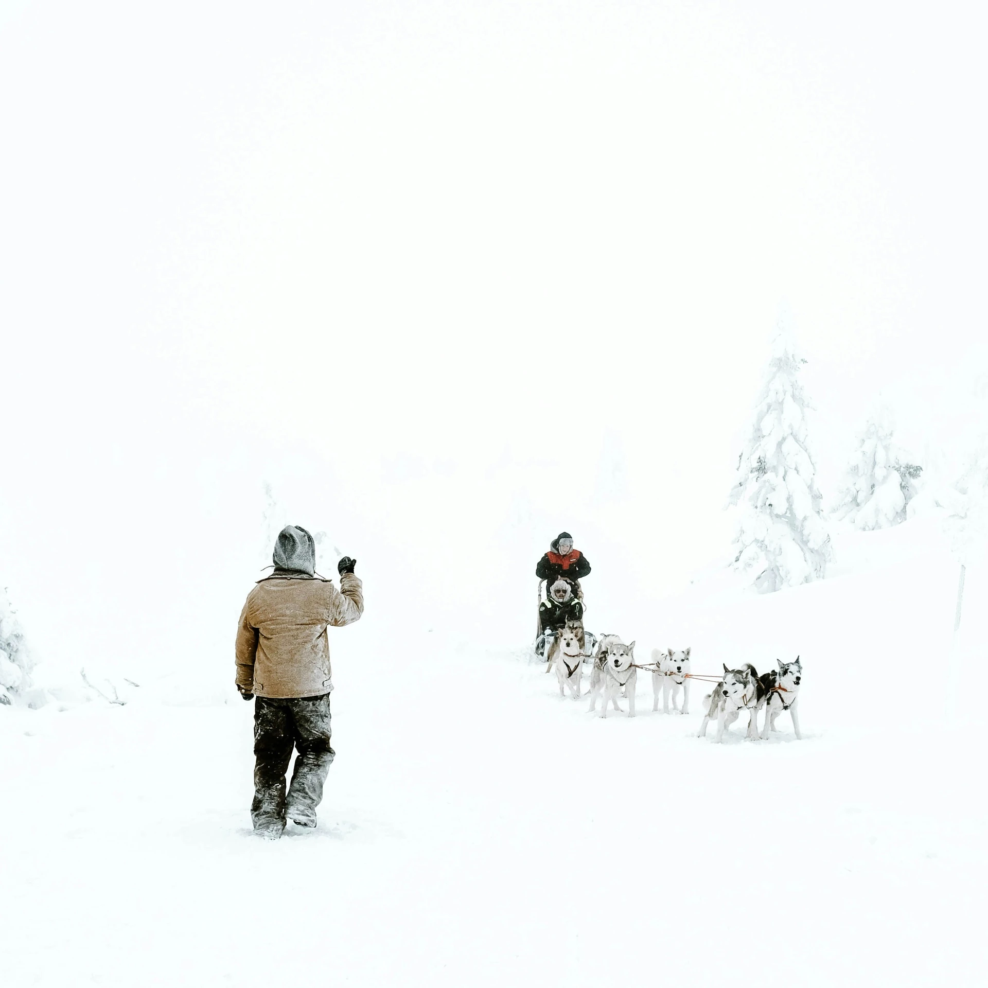 man and dogs walking in deep snow on slope