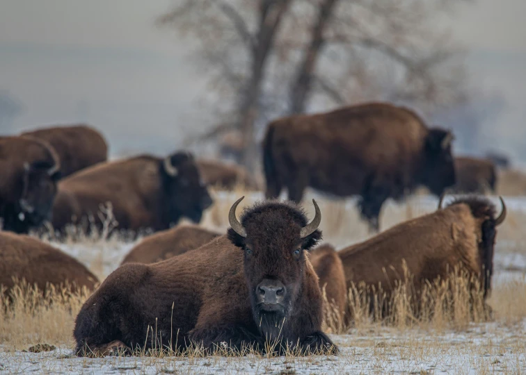 some brown bisons are standing in the snow