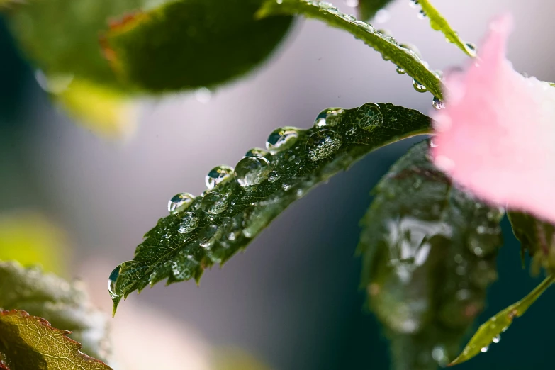 a pink flower with dew covered leaves in the rain