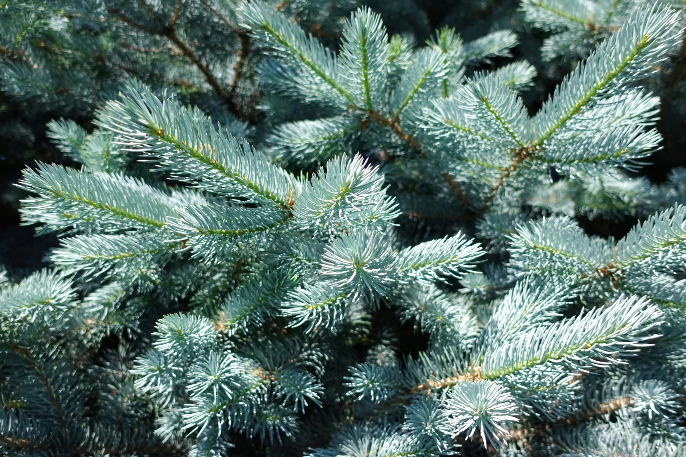 the frond of evergreen needles is covered by frost