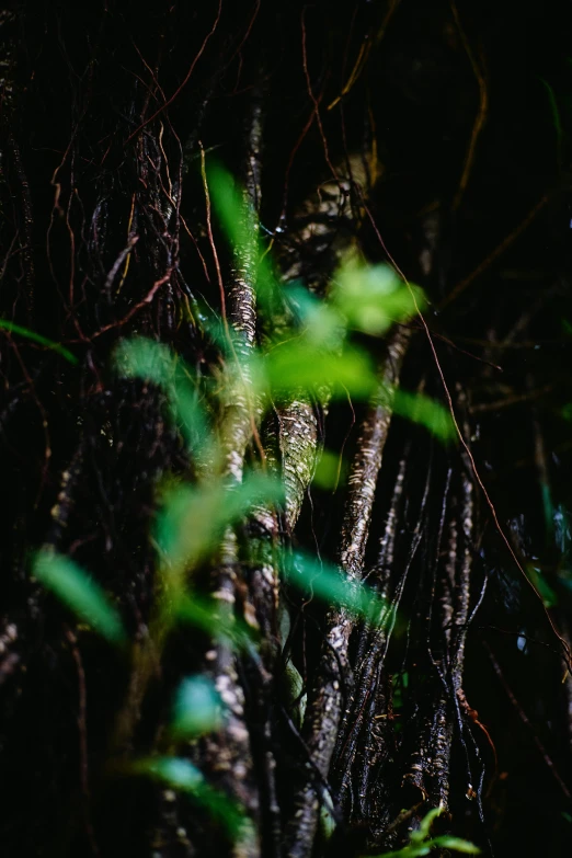 a lizard hiding behind plants in the forest