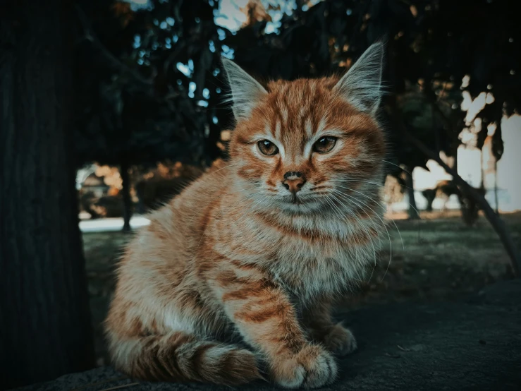 this is an image of a cat in the street