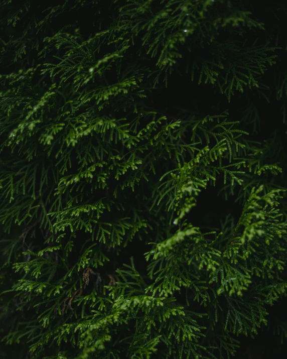 green tree leaves and water drops with dark background