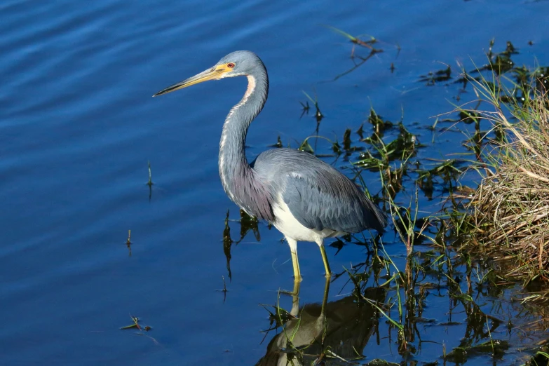 this is a bird standing in some water