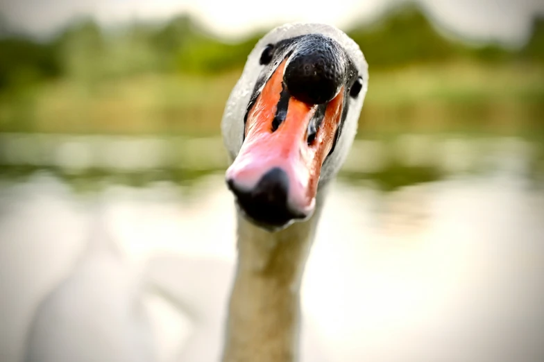 a swan is swimming along a pond with his beak extended