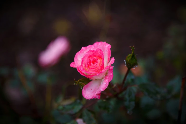 a small pink rose is blooming near the green leaves