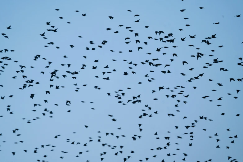 a flock of birds flying in the blue sky