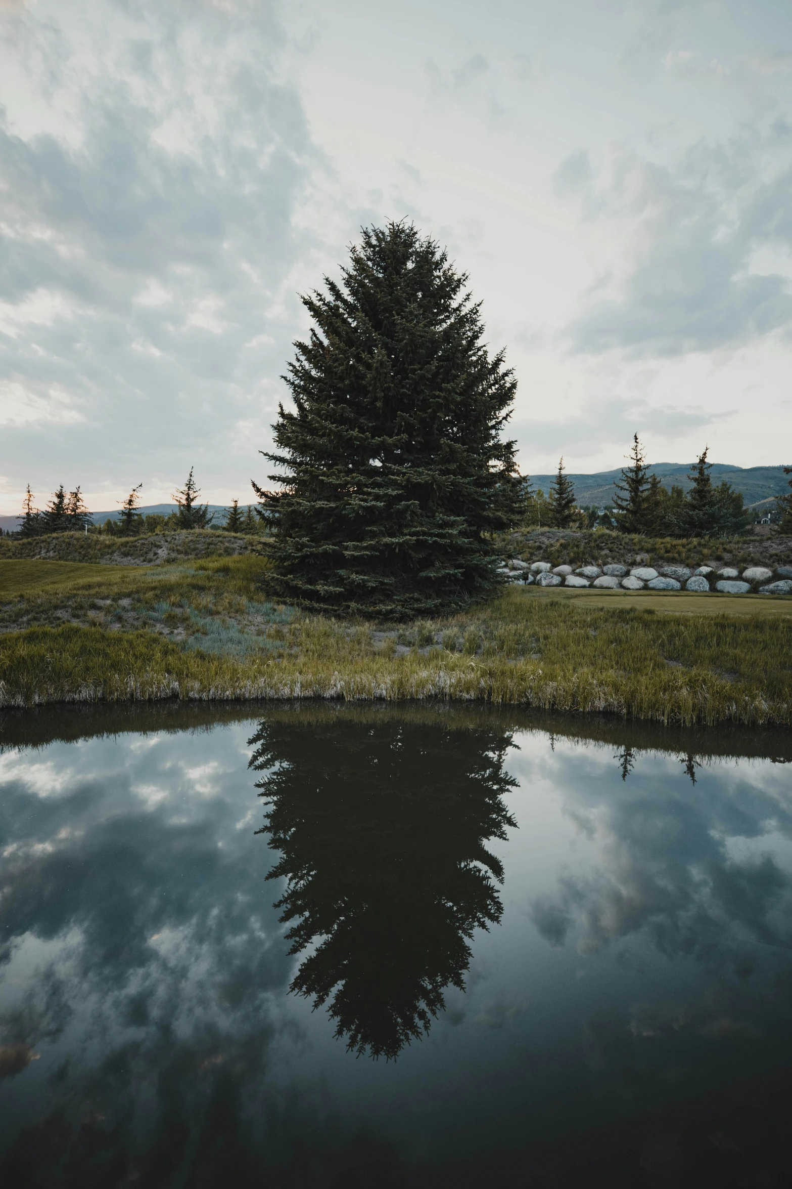 a lone tree stands on the edge of a grassy field