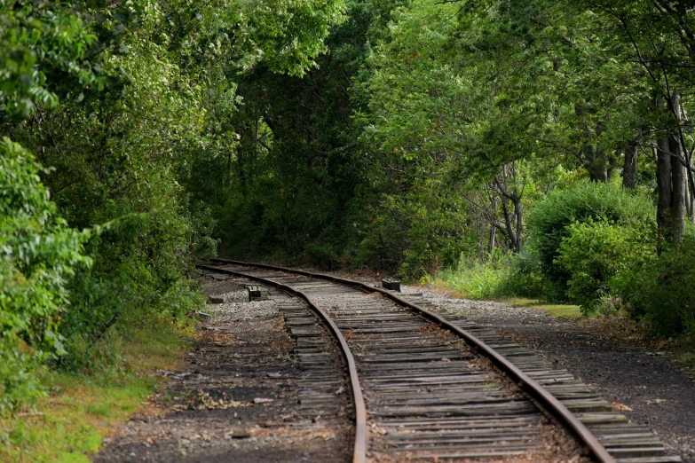 a railroad track runs through the woods with trees in the background