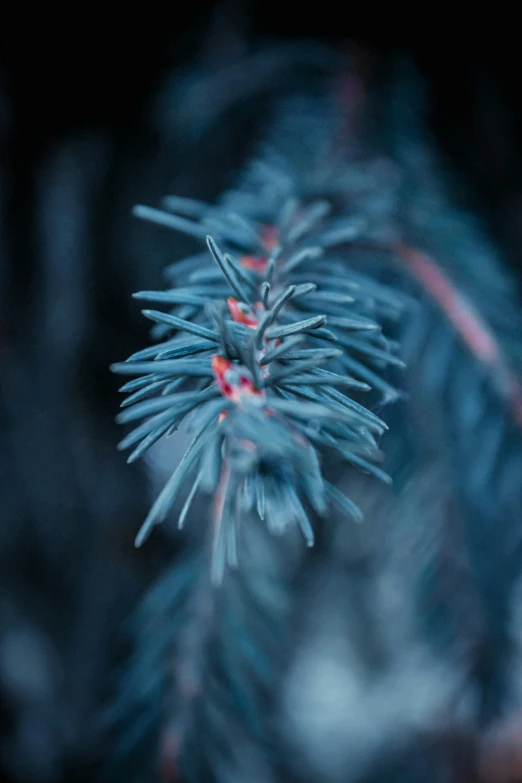 a closeup s of a pine tree nch