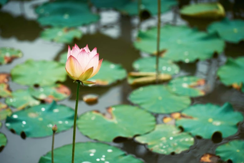 some water plants with pink flowers next to each other