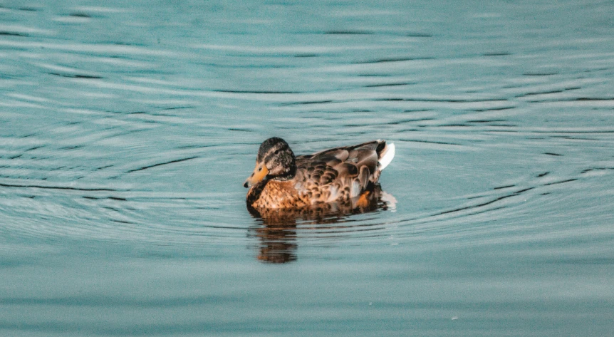 a brown and black bird swimming in blue water